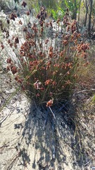 Staberoha distachyos