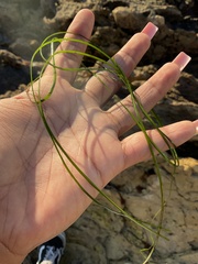 Phyllospadix torreyi