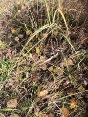 Agrostis capillaris