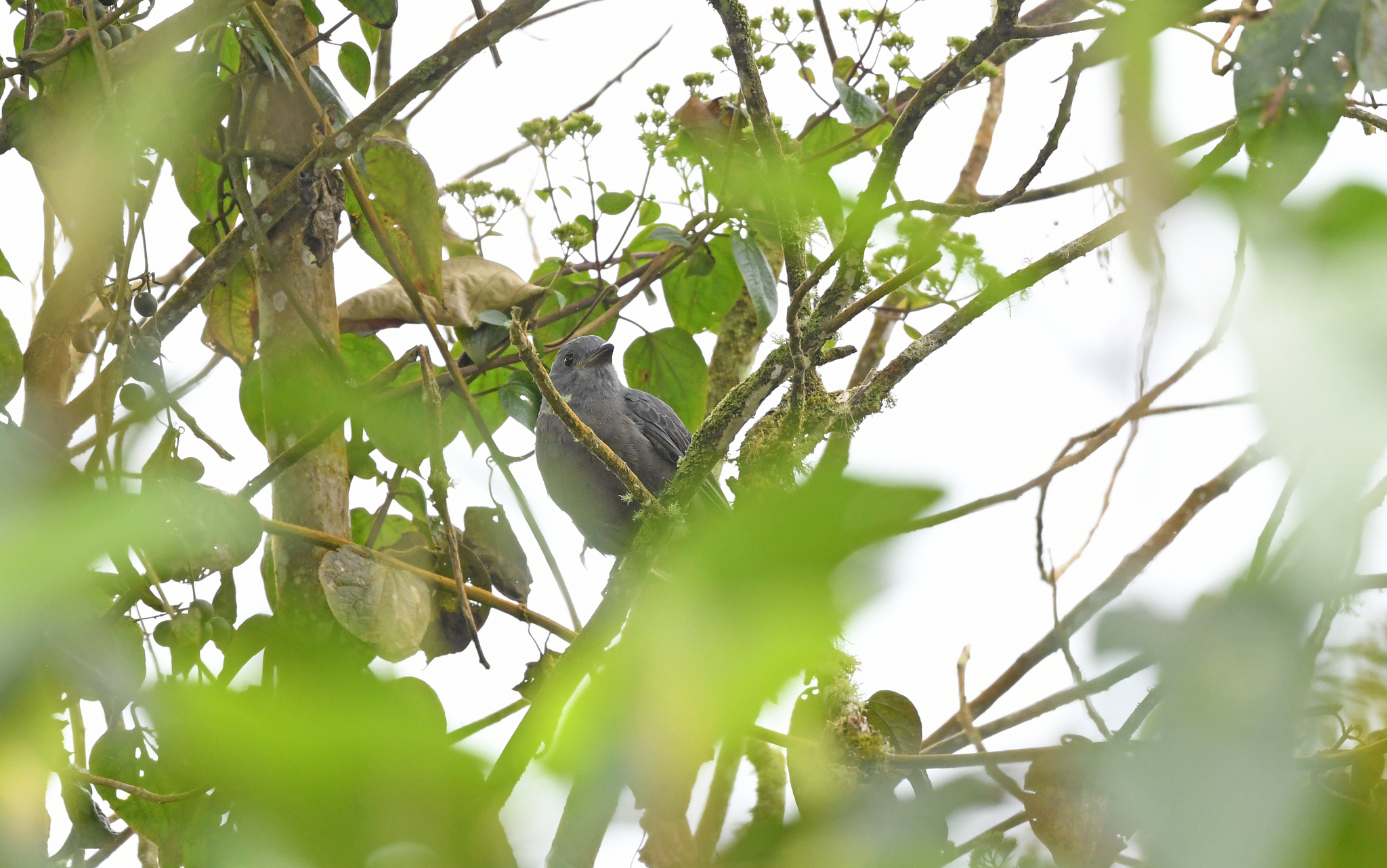 Dusky Piha (Lipaugus fuscocinereus), photo 8
