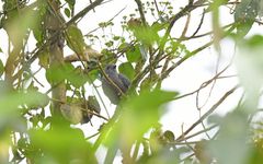 Lipaugus fuscocinereus