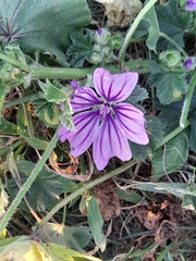 Malva sylvestris