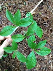 Rhododendron periclymenoides