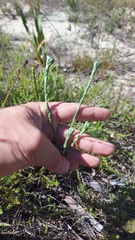 Stoebe gomphrenoides