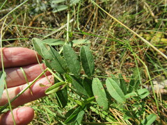 Vicia amoena