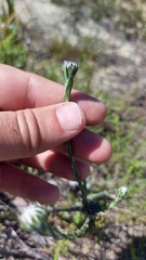 Stoebe gomphrenoides