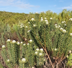 Leucadendron linifolium