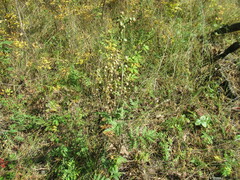 Artemisia tanacetifolia