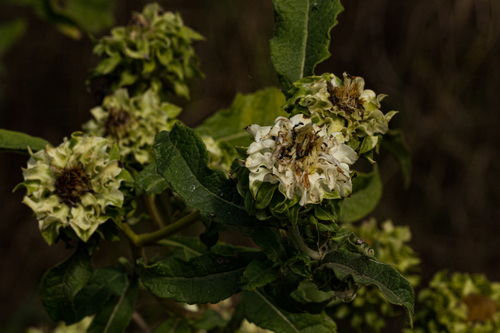 Shire Vernonia