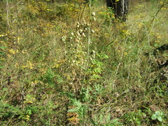 Artemisia tanacetifolia
