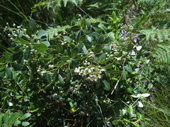 Searsia tomentosa