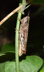 Catantops melanostictus