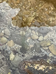 Phyllospadix torreyi