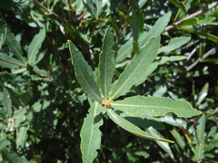 Brabejum stellatifolium