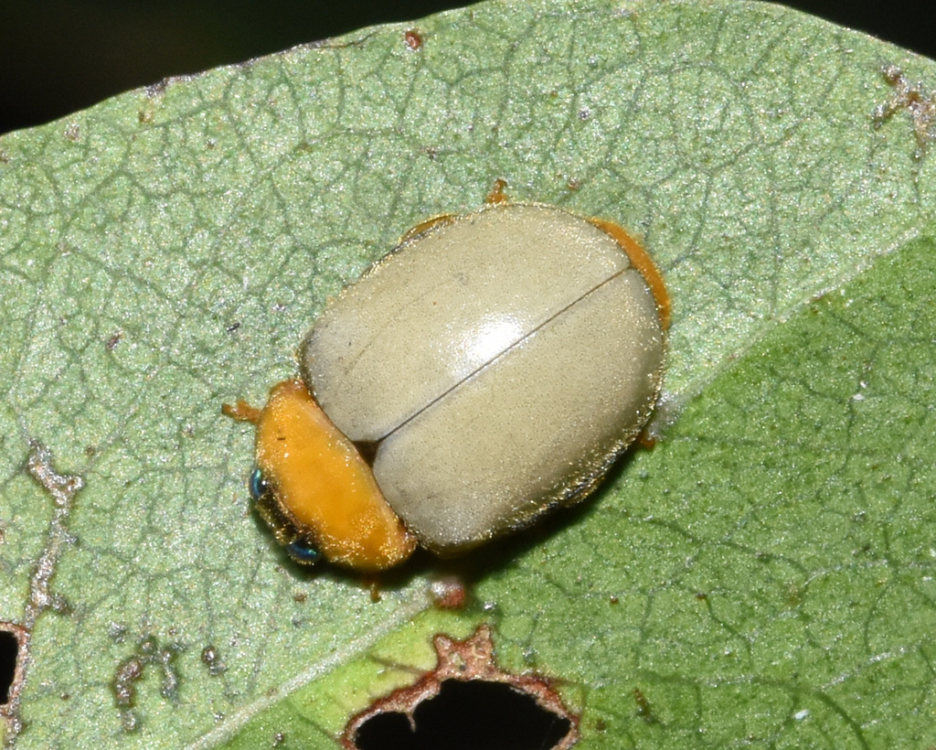Ortalia