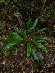 Cordyline rubra