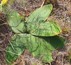 Brunsvigia orientalis