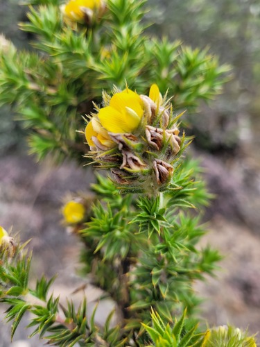 Aspalathus acidota