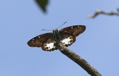 Tagiades menaka
