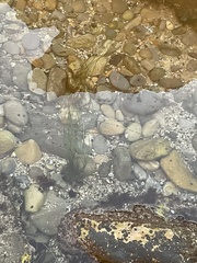 Phyllospadix torreyi