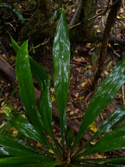 Cordyline rubra