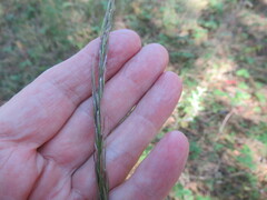 Achnatherum sibiricum