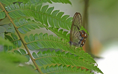 Pseudohaetera hypaesia