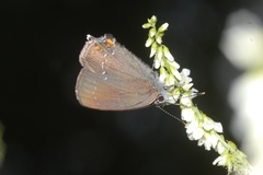 Satyrium ilicis