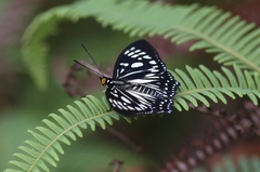 Euripus nyctelius