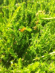 Aspalathus retroflexa