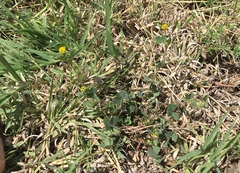 Medicago lupulina