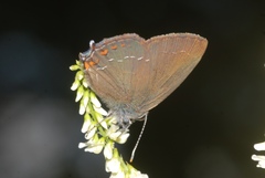 Satyrium ilicis