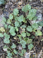 Heuchera