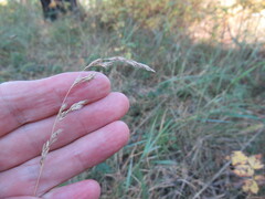 Poa angustifolia