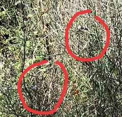 Stizoptera bichenovii