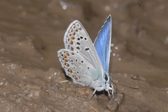 Polyommatus escheri