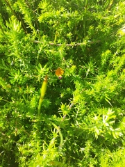 Aspalathus retroflexa