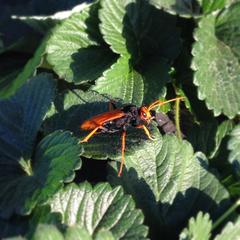 Cryptocheilus australis