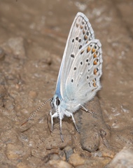 Polyommatus escheri