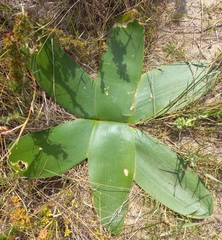 Brunsvigia orientalis