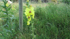 Verbascum virgatum