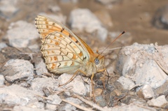 Argynnis niobe