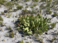 Protea acaulos