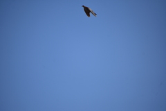 Columba guinea