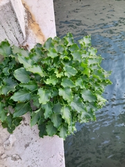Campanula pyramidalis