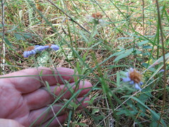 Aster biennis
