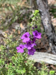 Prostanthera