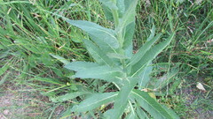 Verbascum virgatum