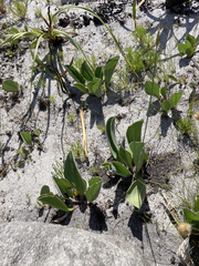 Mairia coriacea