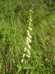 Digitalis lutea